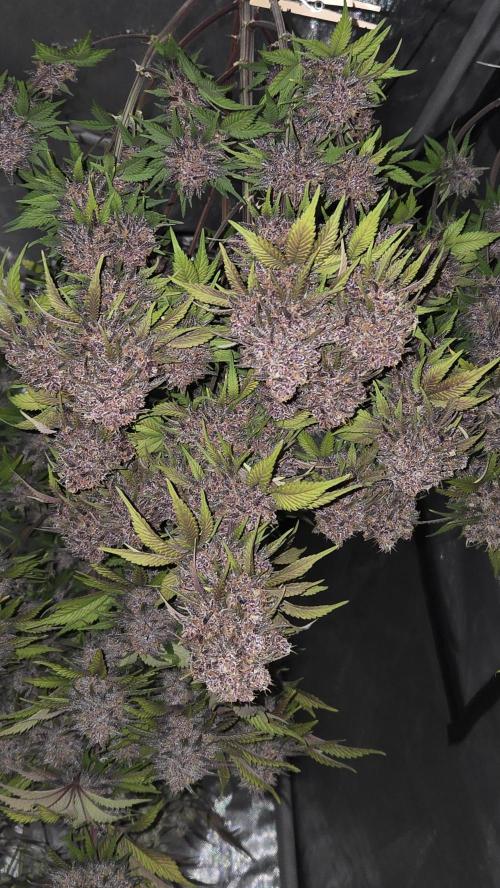 FrostBangerAuto. Week 10