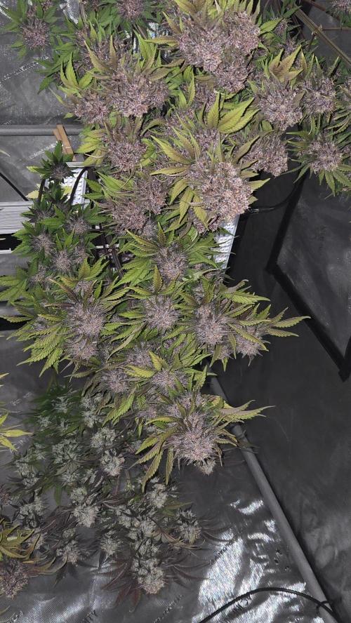 FrostBangerAuto. Week 10