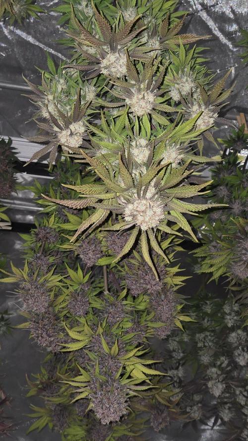 FrostBangerAuto. Week 10