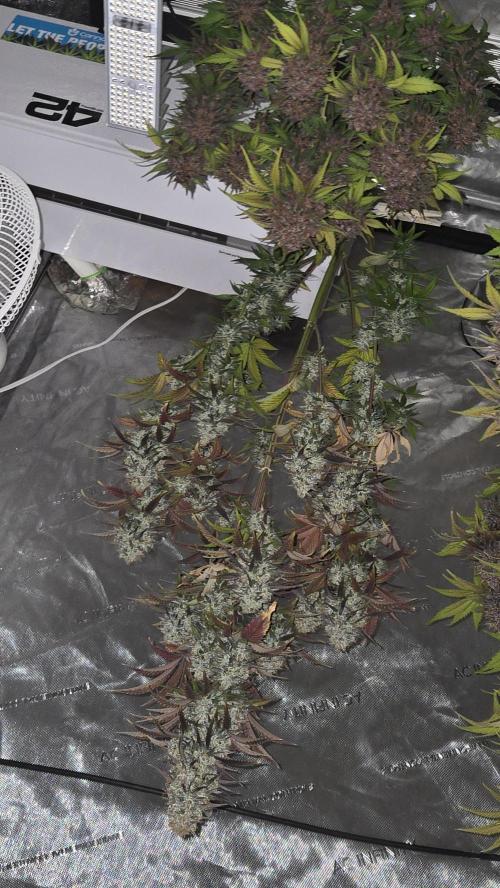 FrostBangerAuto. Week 10