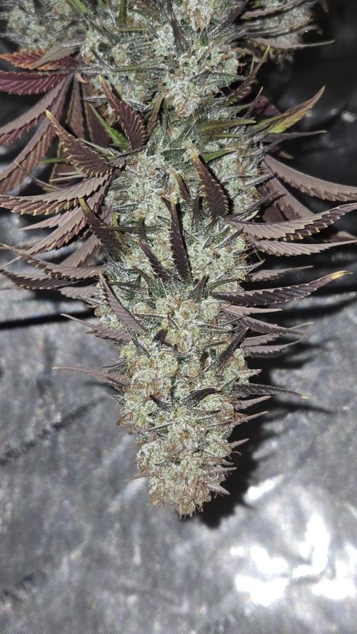 FrostBangerAuto. Week 10