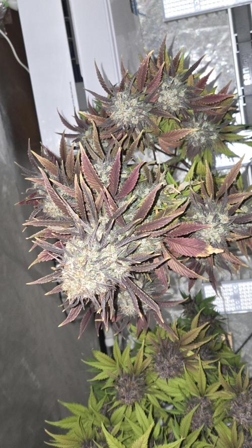 FrostBangerAuto. Week 10