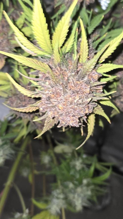 FrostBangerAuto. Week 10