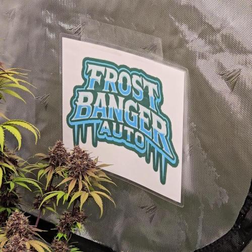 FrostBangerAuto