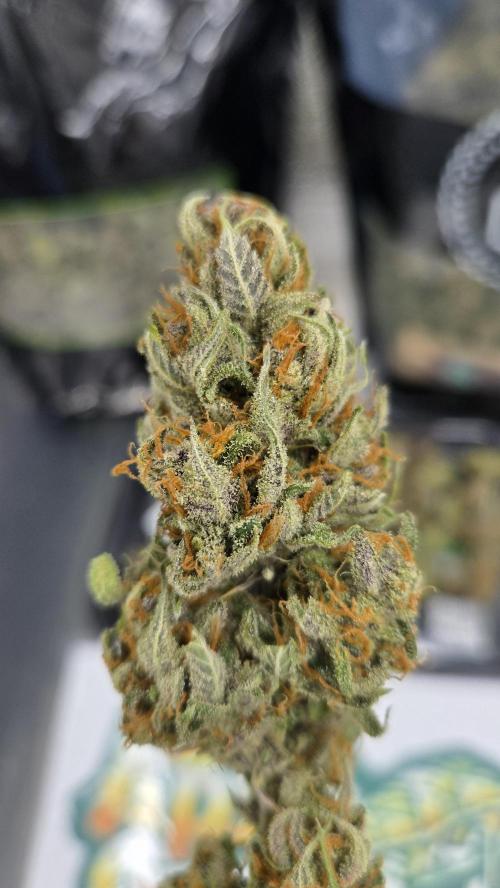 AppleStrudelAuto. Week 10