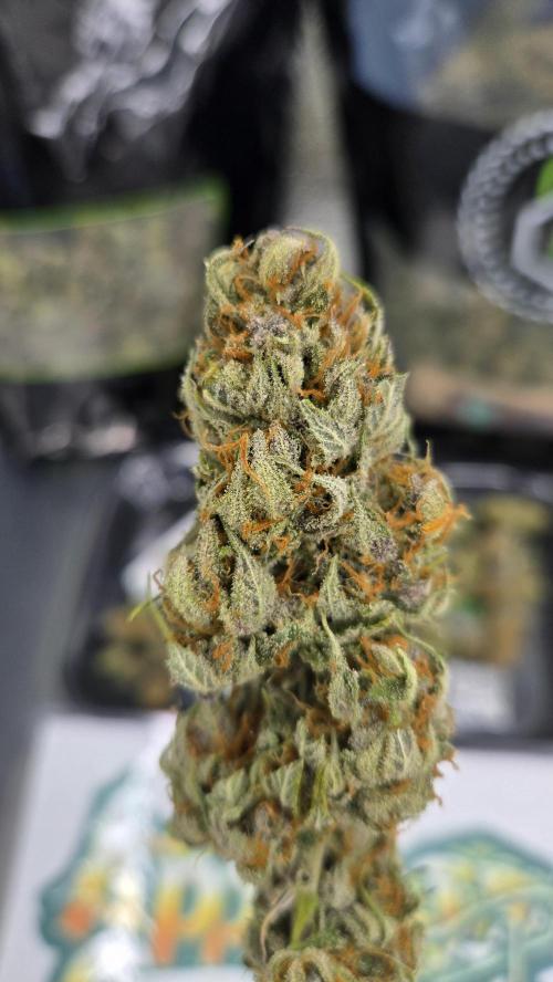 AppleStrudelAuto. Week 10