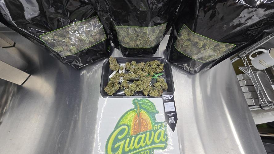 GuavaAuto(RF3). Week 10
