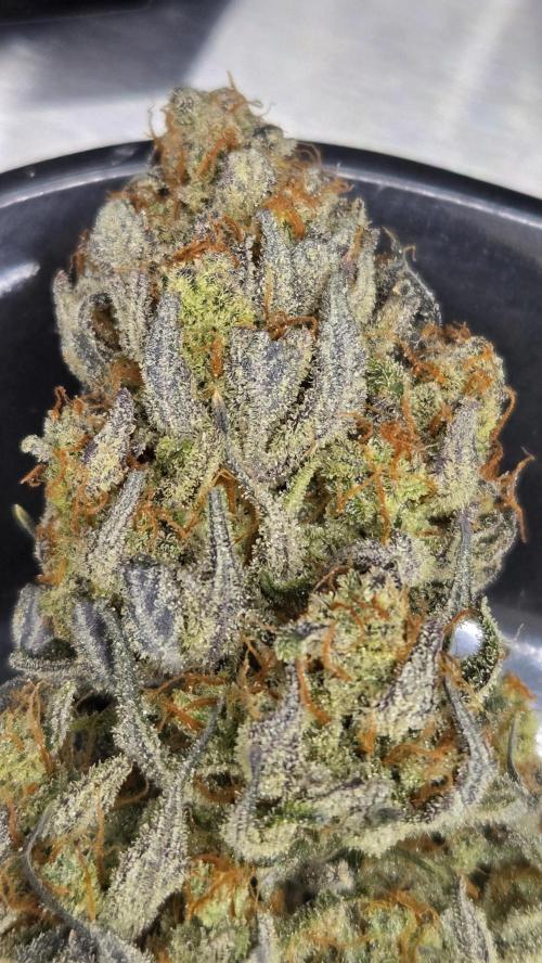 GuavaAuto(RF3). Week 10