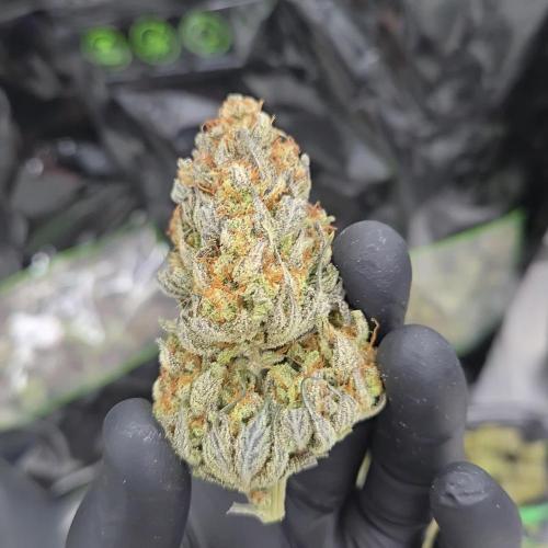 GuavaAuto(RF3)