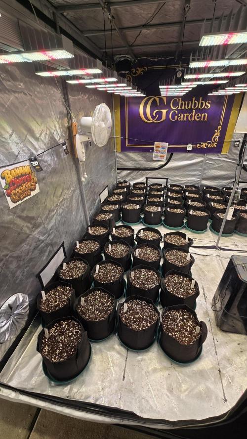 MangoCherryRuntzAuto. Week 0