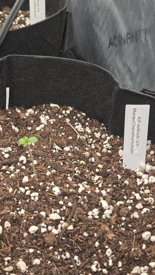 MangoCherryRuntzAuto. Week 0