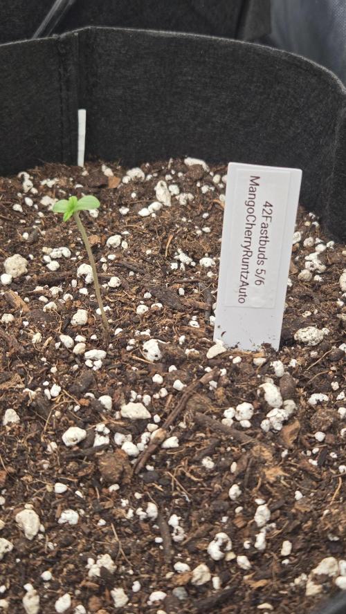 MangoCherryRuntzAuto. Week 0