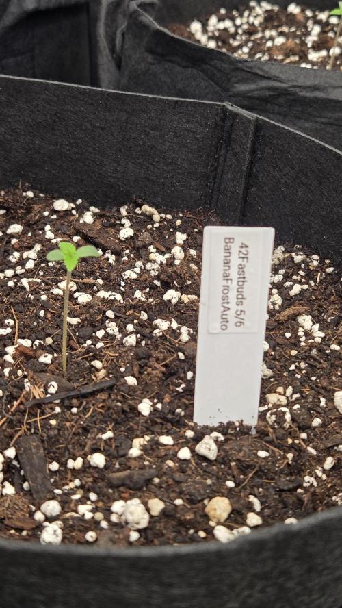 BananaFrostAuto. Week 0
