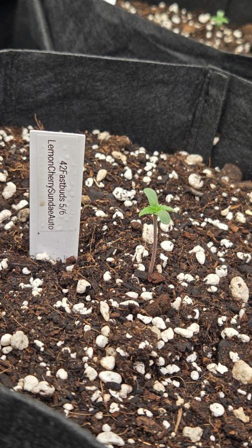 LemonCherrySundaeAuto. Week 0