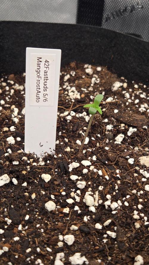 MangoFrostAuto. Week 0