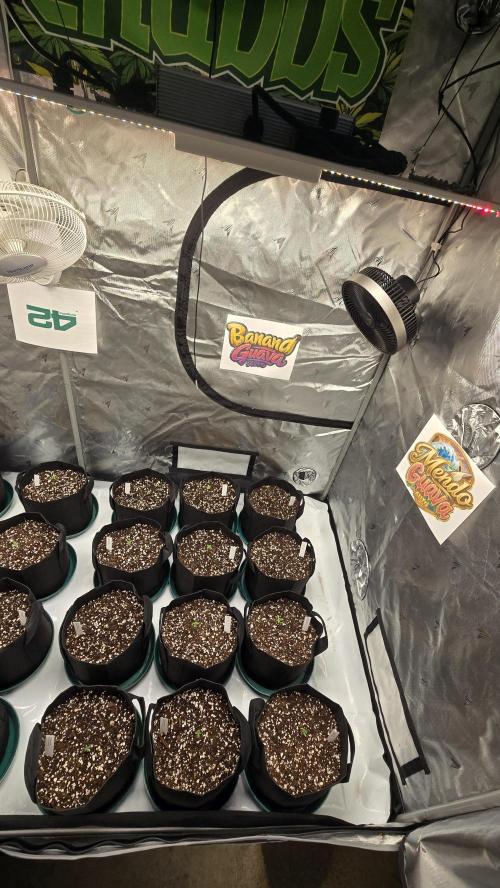 BananaGuavaAuto. Week 0