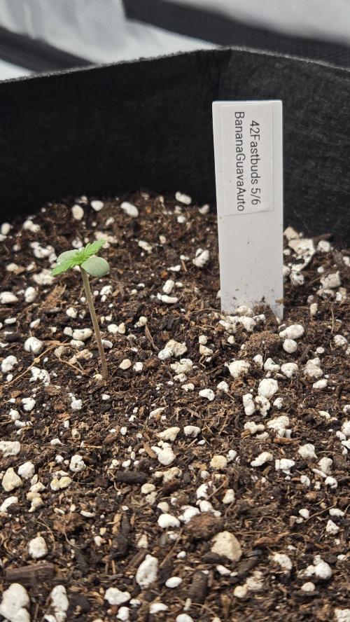 BananaGuavaAuto. Week 0