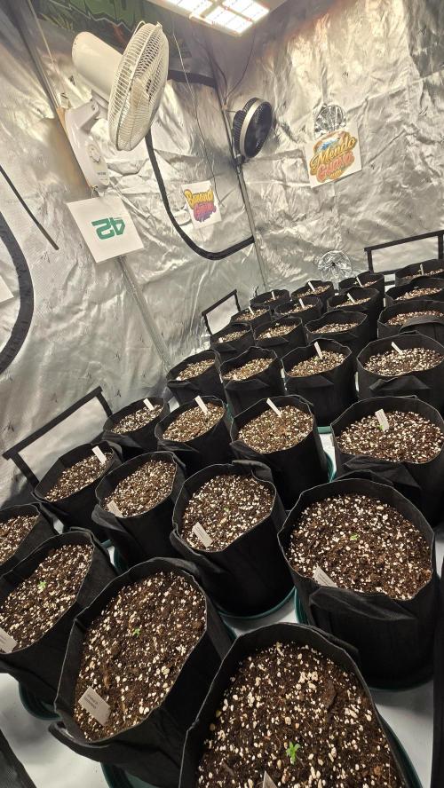 GuavaRuntzAuto. Week 0