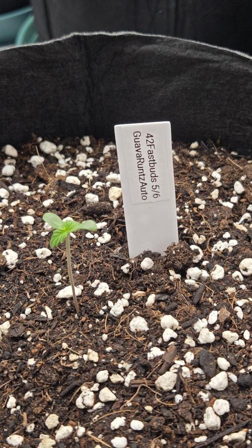 GuavaRuntzAuto. Week 0