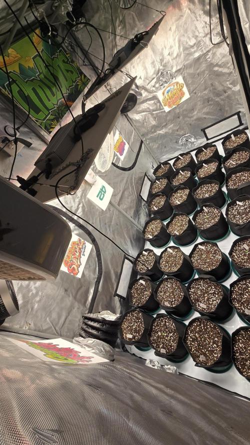 GuavaRuntzAuto. Week 0
