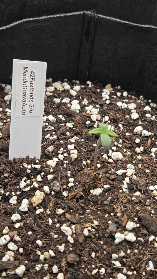 MendoGuavaAuto. Week 0