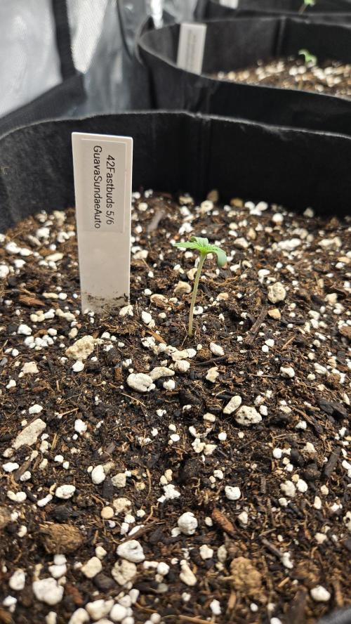 GuavaSundae Auto. Week 0