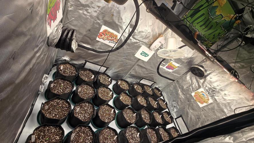 GuavaSundae Auto. Week 0