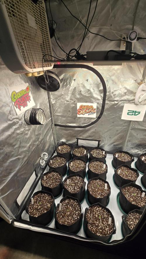 GuavaSundae Auto. Week 0