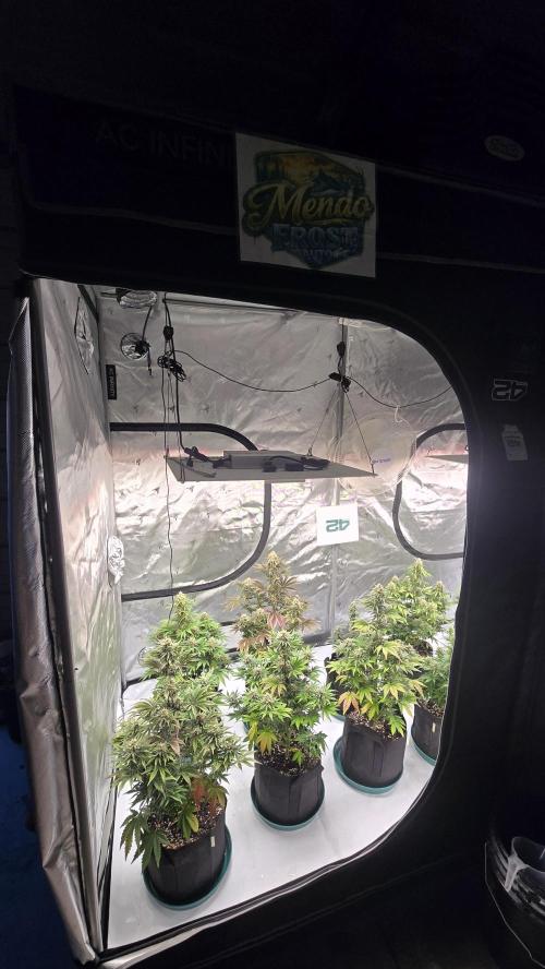 Mendo Frost Auto. Week 7
