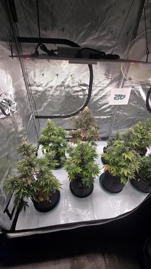 Mendo Frost Auto. Week 7