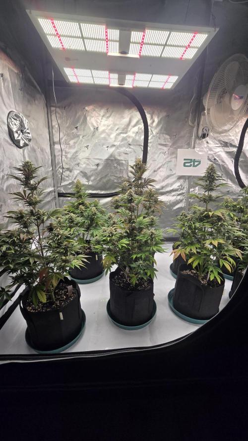 Mendo Frost Auto. Week 7