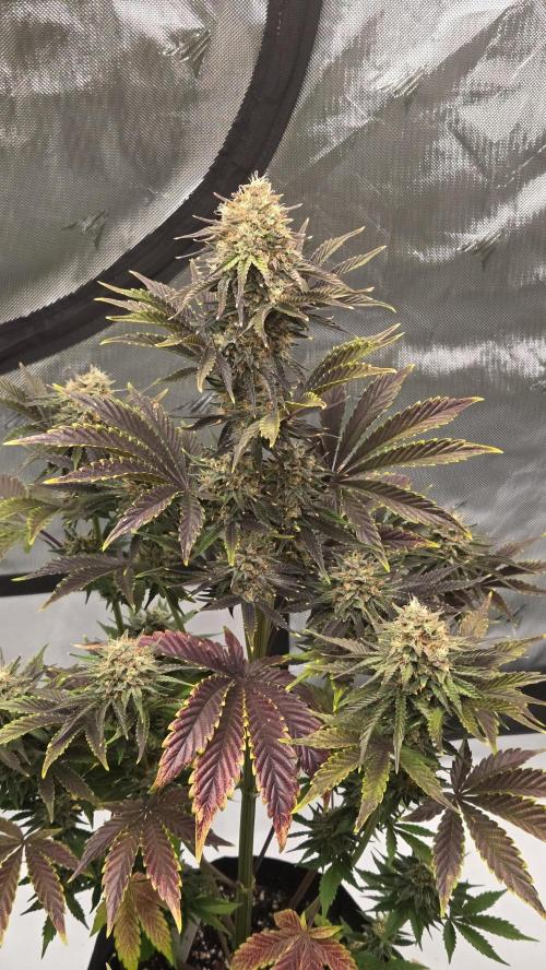 Mendo Frost Auto. Week 7