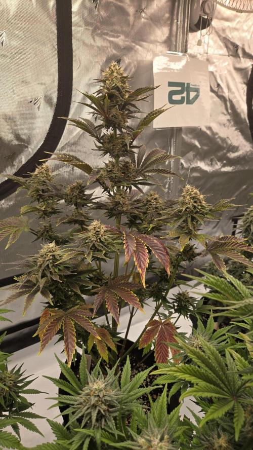 Mendo Frost Auto. Week 7