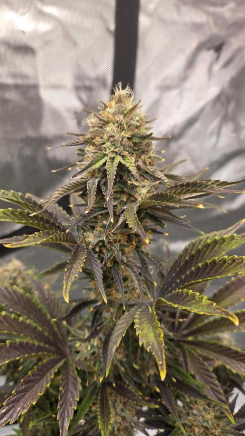 Mendo Frost Auto. Week 7