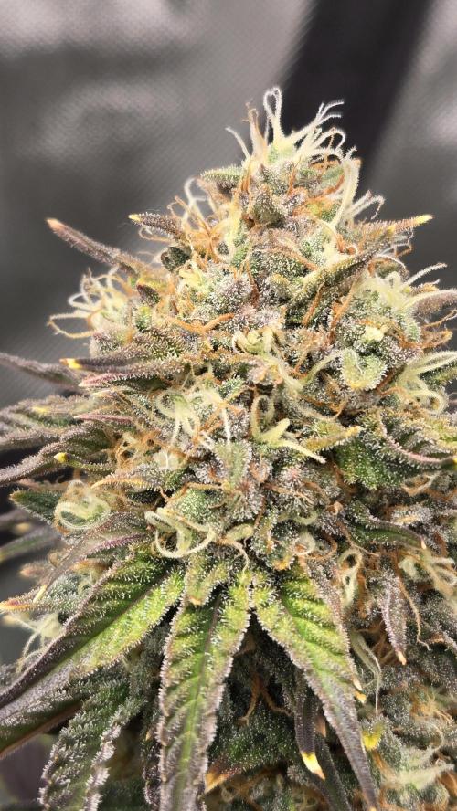 Mendo Frost Auto. Week 7