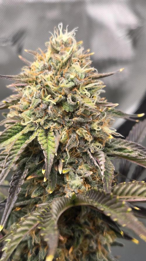 Mendo Frost Auto. Week 7