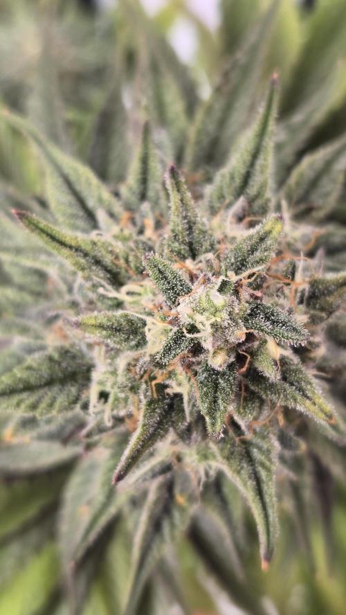 Mendo Frost Auto. Week 7