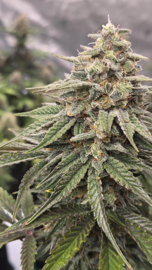 Mendo Frost Auto. Week 7