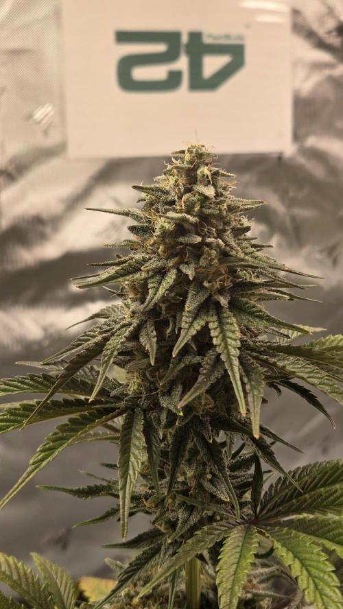 Mendo Frost Auto. Week 7