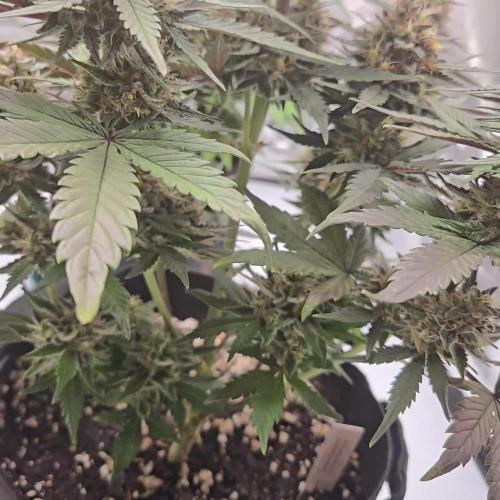 GuavaRuntzAuto