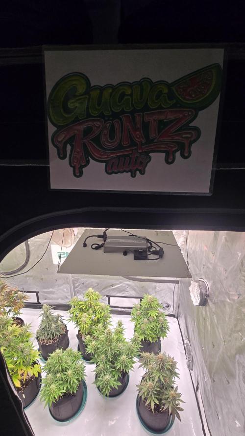 GuavaRuntzAuto. Week 7