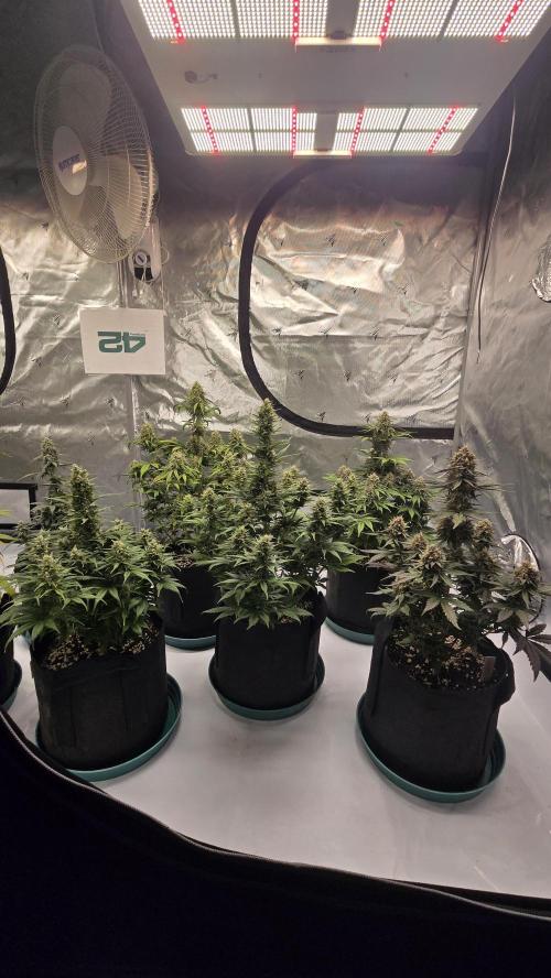 GuavaRuntzAuto. Week 7
