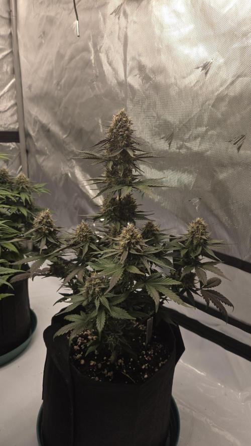 GuavaRuntzAuto. Week 7