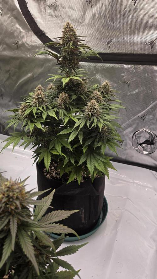 GuavaRuntzAuto. Week 7