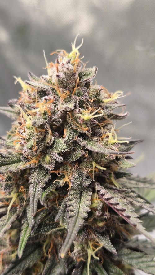 GuavaRuntzAuto. Week 7
