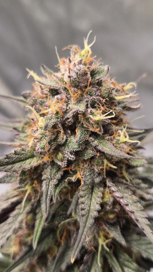 GuavaRuntzAuto. Week 7