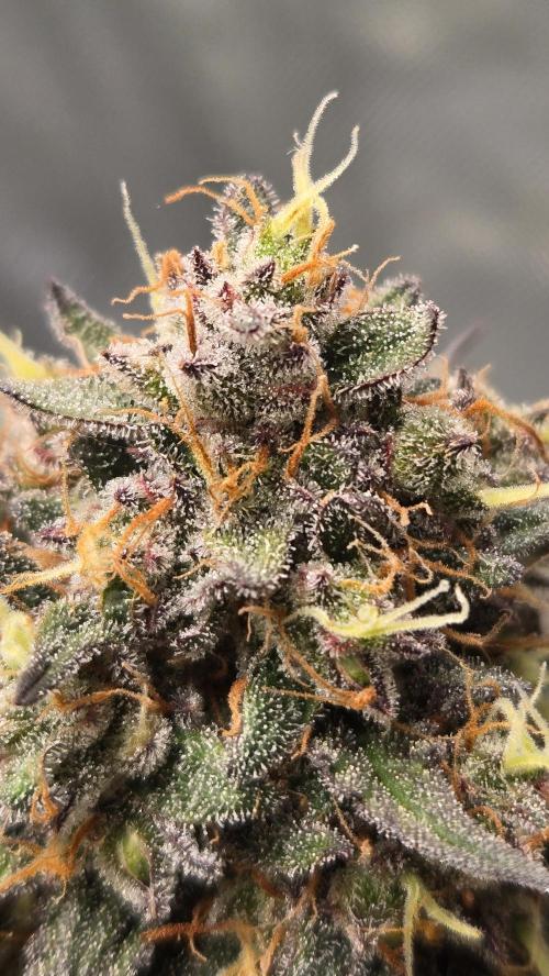 GuavaRuntzAuto. Week 7