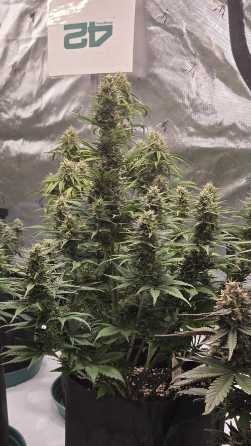 GuavaRuntzAuto. Week 7