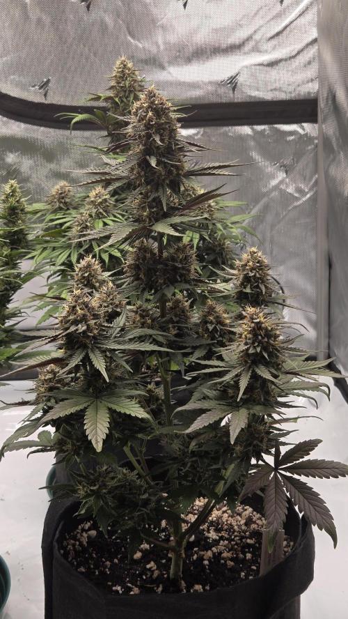 Guava Runtz Auto. Week 7