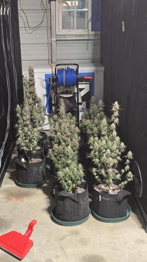 StrawberryGorillaAuto(RF3). Week 9